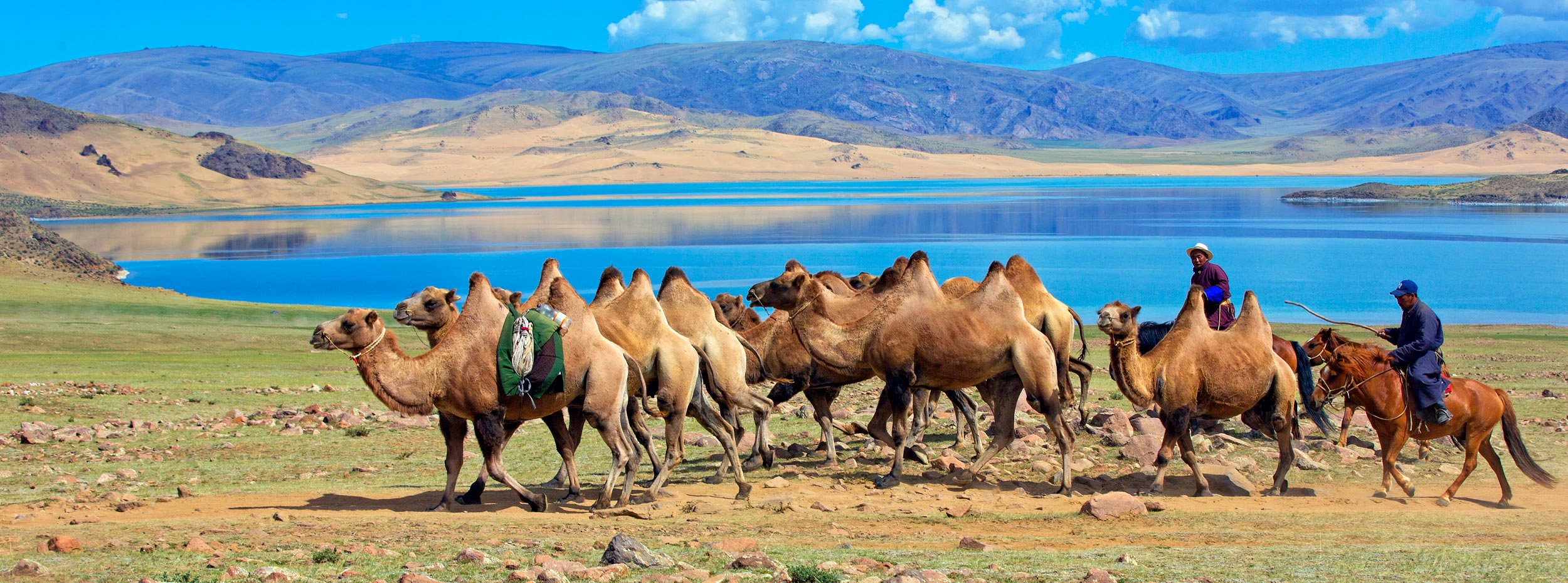 camels