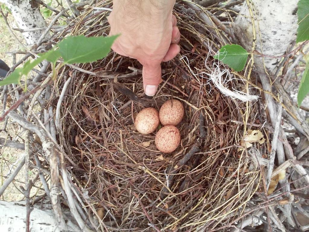 Falcon nest